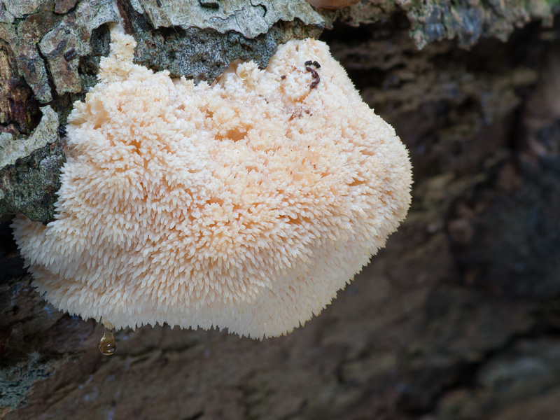 Hericium erinaceus